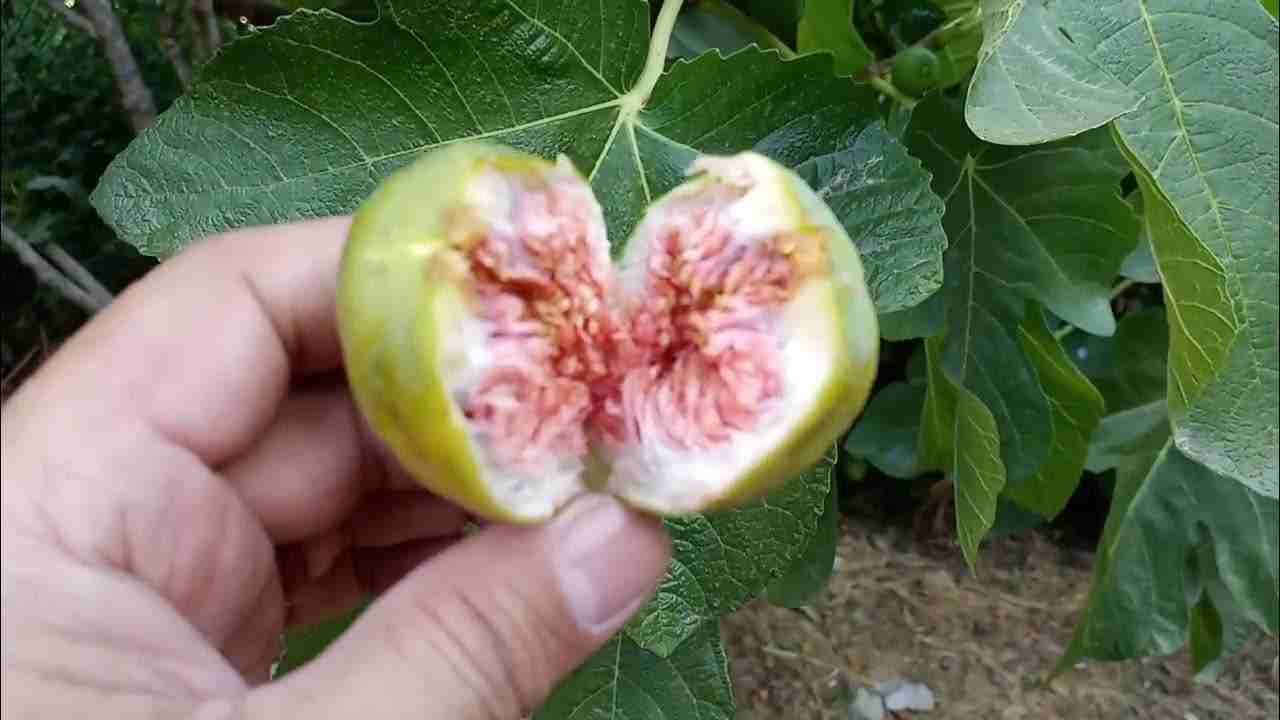تصویر 2 از انجیر استهبان فارس با کیفیت ممتاز از باغ های برتر